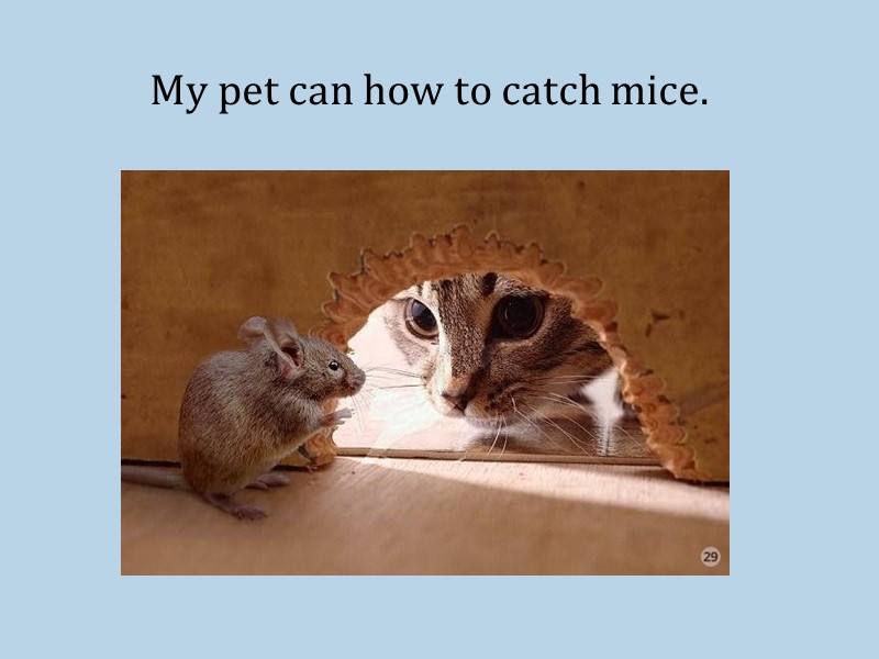 My pet can how to catch mice.